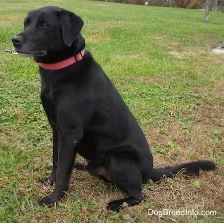 Labrador Retriever Information and Pictures, Labs