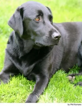 El labrador retriever negro