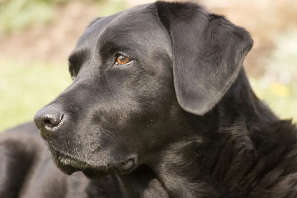 Labrador Retriever Negro Pictures