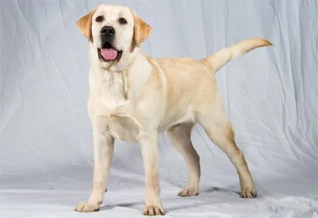 Labrador Retriever Page