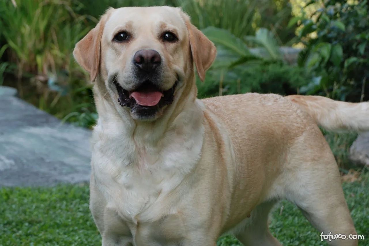 Labrador Retriever - Raças de Cachorros