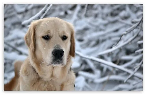 Labrador Retriever, Winter HD desktop wallpaper : High Definition ...