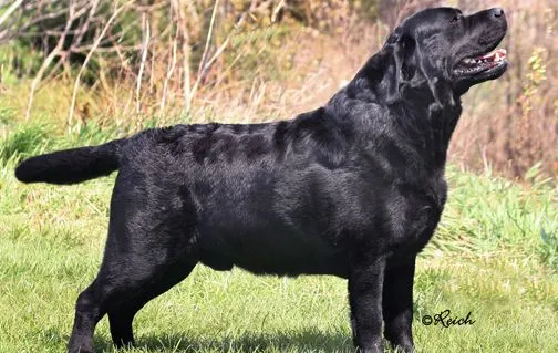 Labrador Retriever; la raza más talentosa - Taringa!