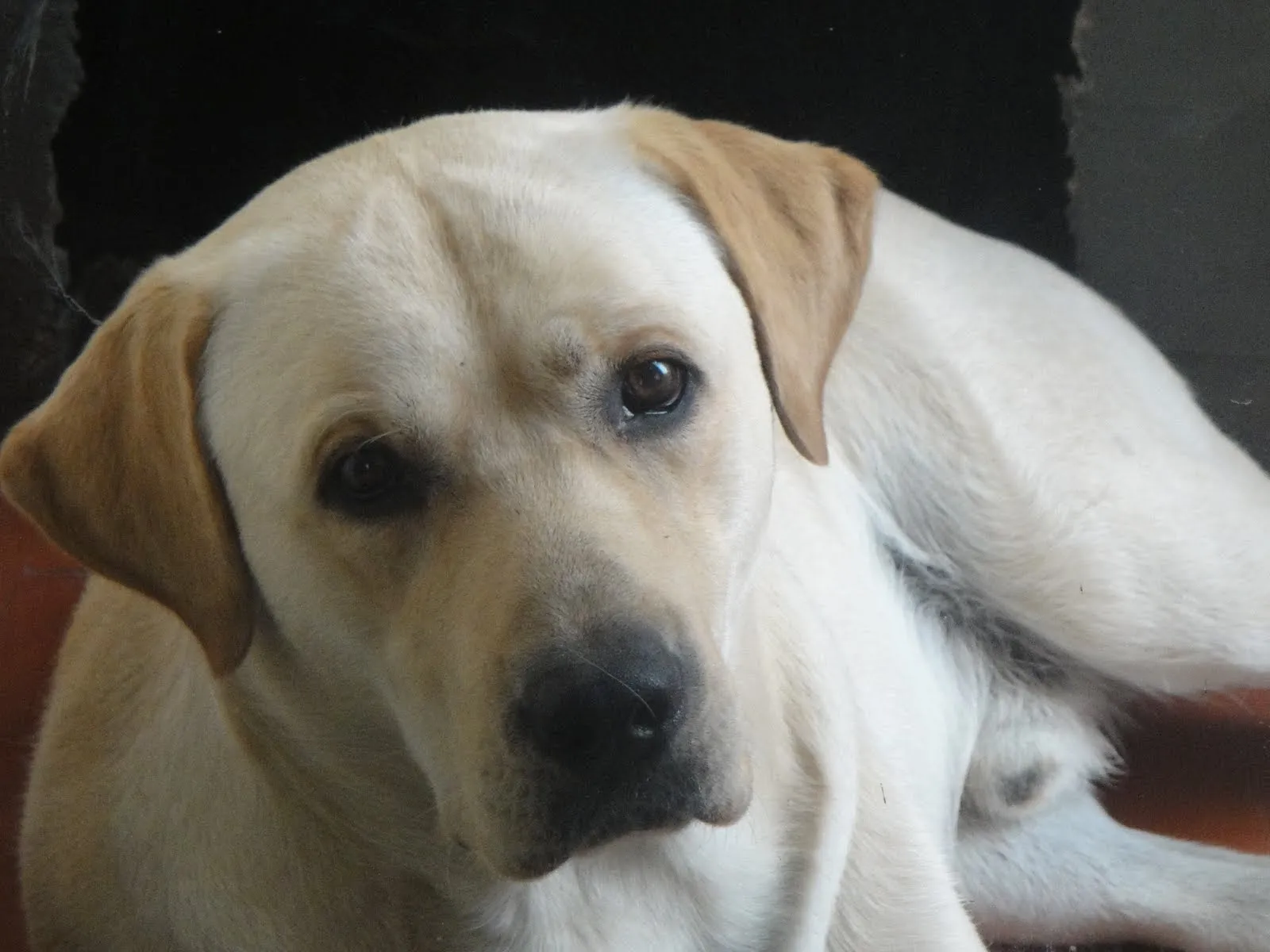 labradores retriever colon y lola