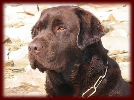 Labradores de la Salmantina (Criadero labrador retriever chocolate)