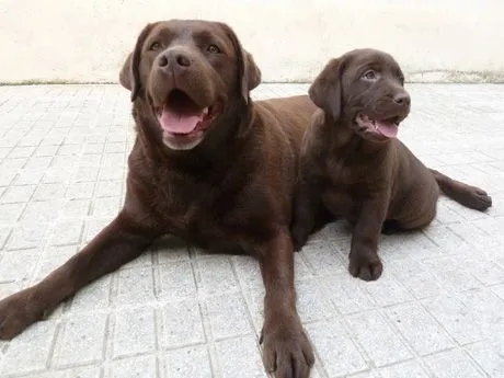 Labradores de la Salmantina (Criadero labrador retriever chocolate)