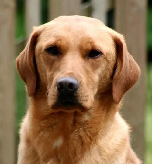Labradors: Breed information