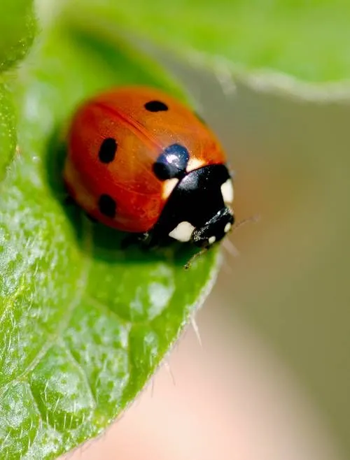 ladybug » Skidaway Farms