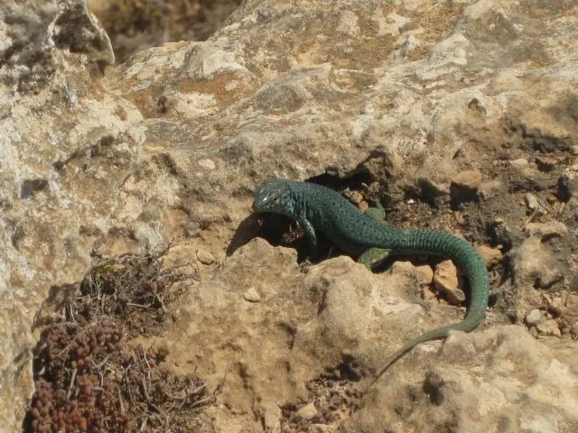 LAGARTIJA AZUL DE FORMENTERA | fotos de Vacaciones y viajes