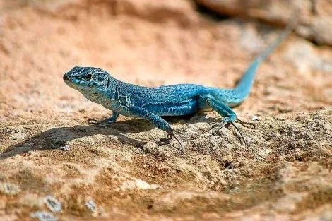 La lagartija pitiusa de Boscà | Baleares | elmundo.