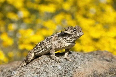 Lagarto cornudo | LAGARTOPEDIA