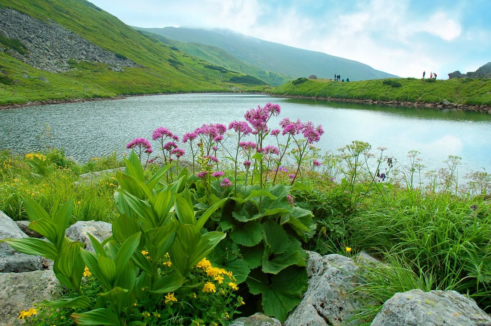 Lago y flores silvestres en las Montañas Carpathians en Eslovaquia ...