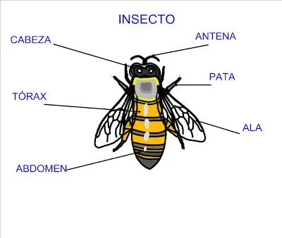 Lali Piñeiro Castilla: DIBUJOS ESQUEMÁTICOS: ANIMALES INVERTEBRADOS