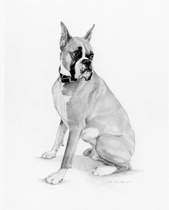 Perros boxer para dibujar a lapiz - Imagui