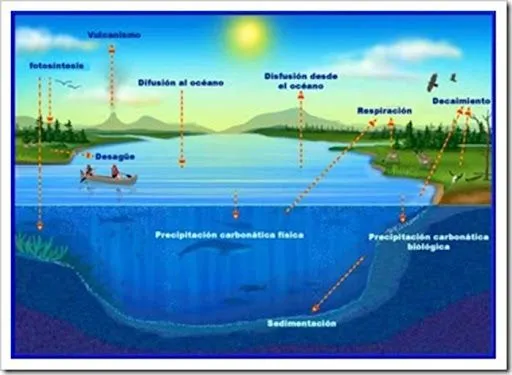 Láminas ciclo de carbono | Busco Imágenes