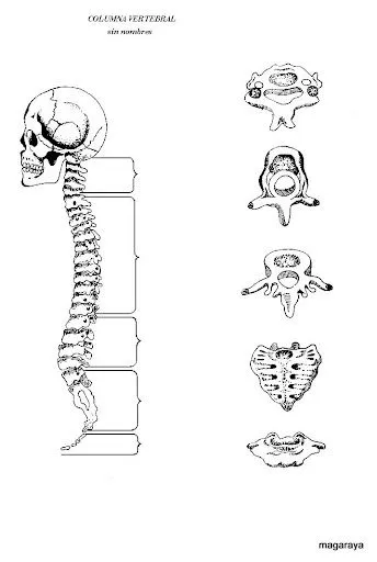 LAMINAS DEL CUERPO HUMANO PARA COLOREAR Y APRENDER | Dibujos para ...