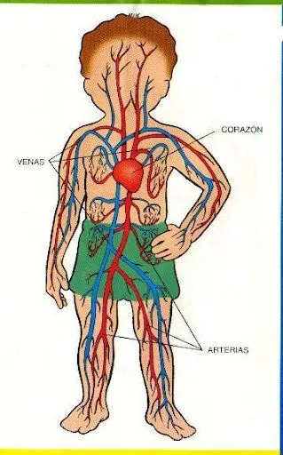 LAMINAS DEL CUERPO HUMANO PARA NIÑOS