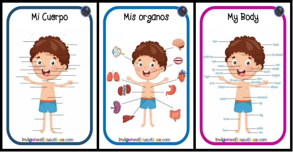 Láminas para trabajar el Cuerpo Humano REALIDAD AUMENTADA – Imagenes  Educativas