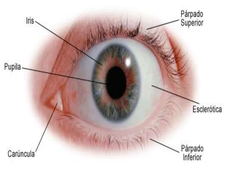 LAMINAS EDUCATIVAS: El ojo