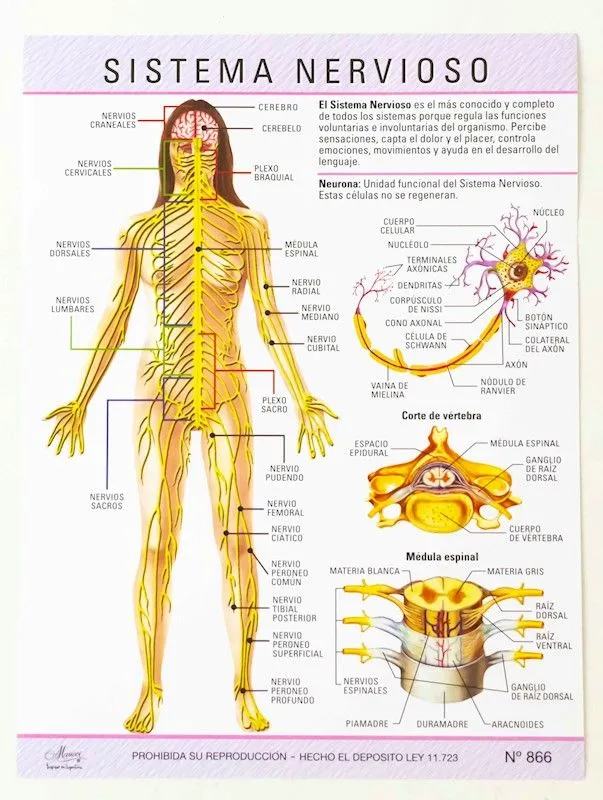 Laminas escolar Maucci x 5 Nº 866-sistema nervioso