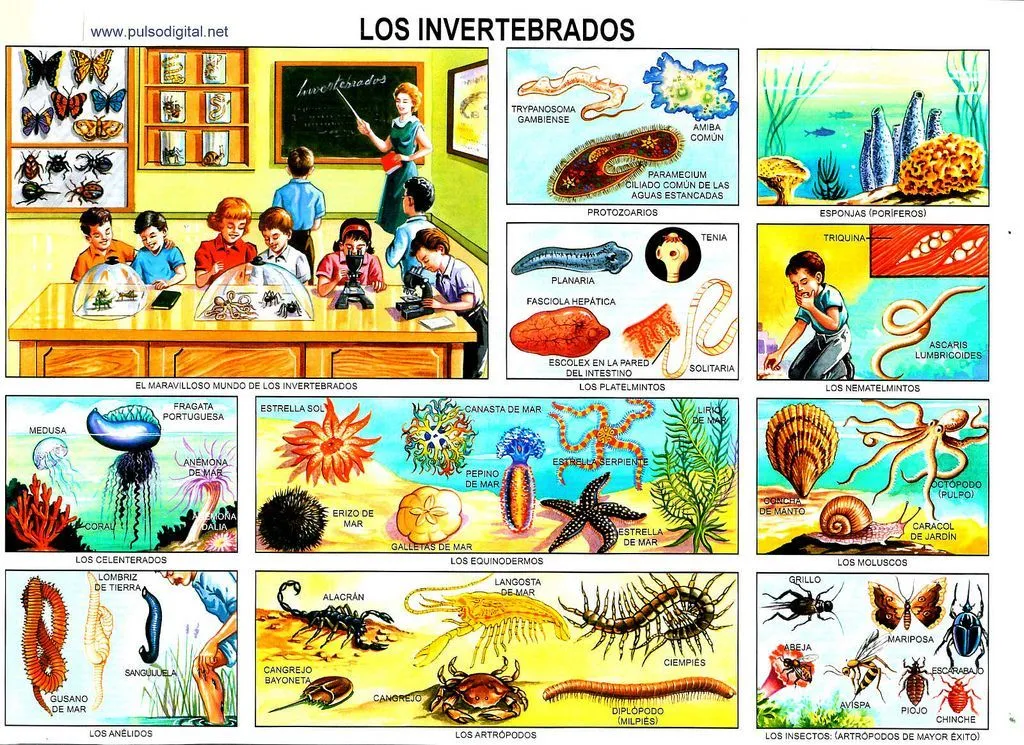 laminas escolares para imprimir mexico - Buscar con Google | Animales  invertebrados, Animales, Imprimir sobres