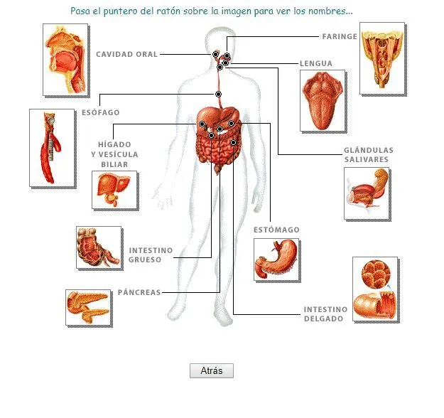 Láminas interactivas del Aparato digestivo | Recursos educativos digitales