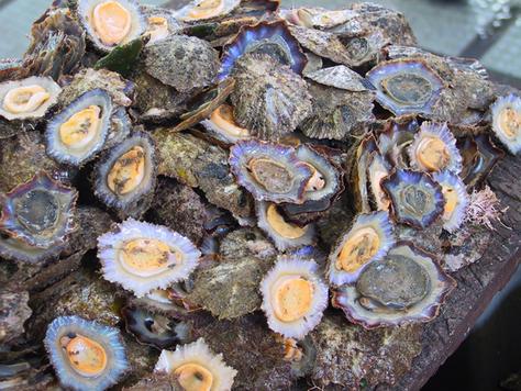 Lapas — Comprar Lapas, Precio de , Fotos de Lapas, de Comercial ...