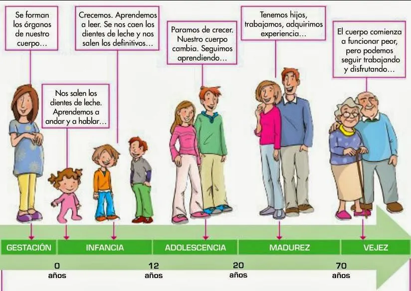 LAPICERO DE TERCERO : esquema: las etapas de la VIDA