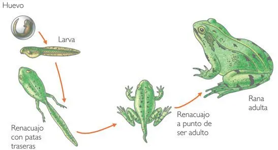 LAPICERO DE TERCERO : Metamorfosis