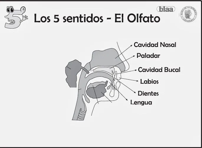 LAPICERO DE TERCERO : El sentido del olfato