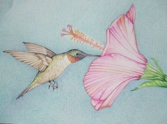 Lápiz arte trabajo colibrí con dibujo por pencilartwork en Etsy