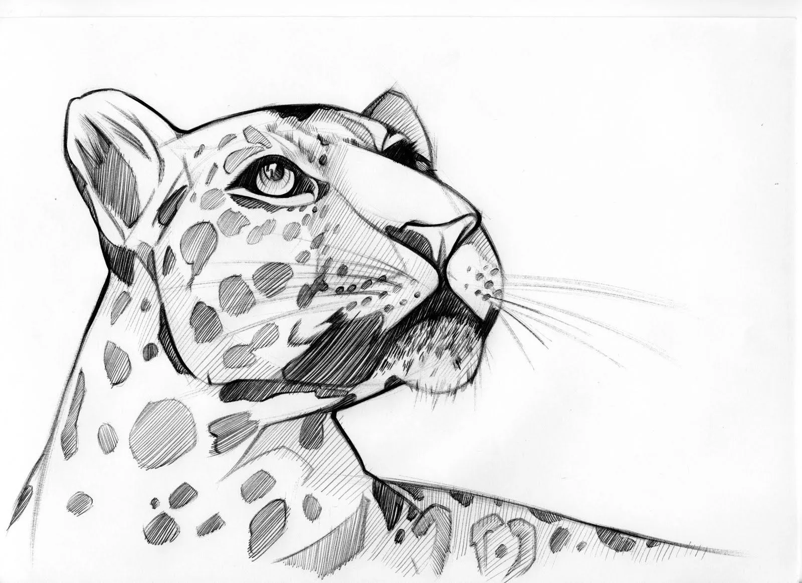 El Lápiz del Barquetero: Leopardo.