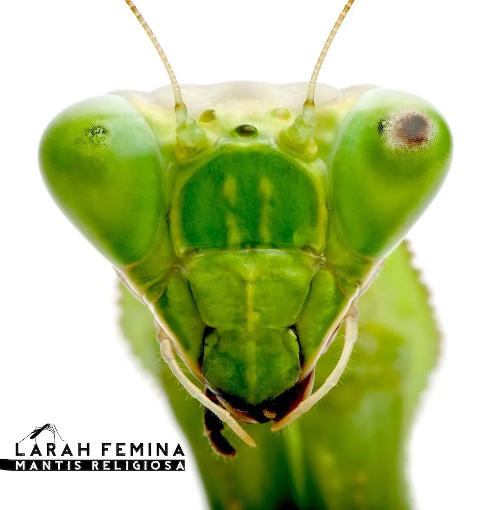 Larah Fémina - Mantis religiosa » Álbum Hip Hop Groups