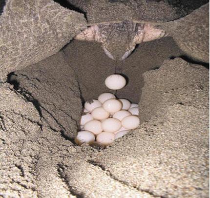 lareproduccion: ANIMALES OVÍPAROS OVOVIVÌPARA Y VIVÍPAROS