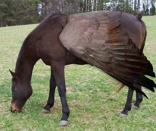  ... De Larga Zona: 30 fotografias de combinaciones extrañas de animales