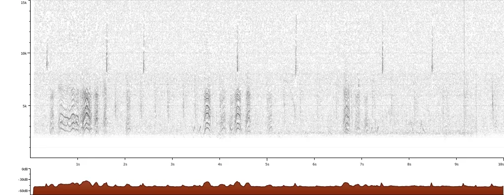 Large-billed Seed Finch (Oryzoborus crassirostris) :: xeno-