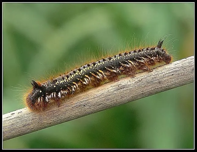 Larva de Philudoria potatoria - 3028