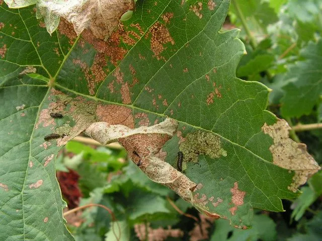 Larvas de Haltica ampelophaga en hoja de vid | Flickr - Photo Sharing!