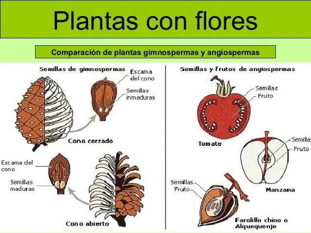 las-plantas-20-638.jpg?cb= ...