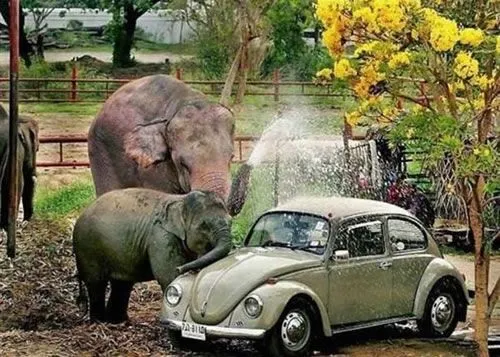 Lavado de autos - Fotos de animales - Humor12.