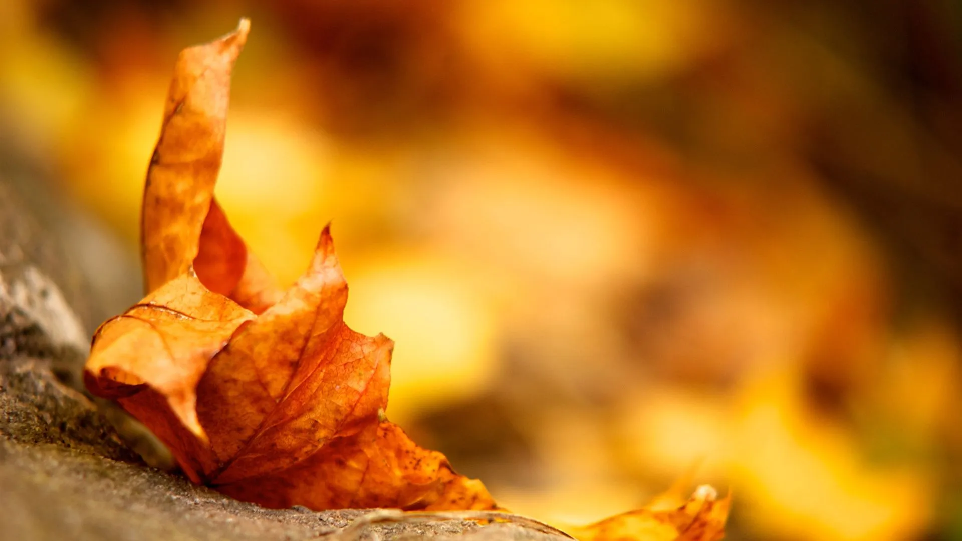 Leaf / autumn wallpaper - Fondo de Pantalla - Wallpapers | lecturas ...