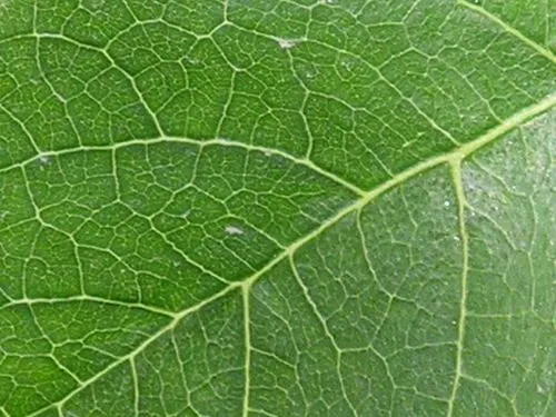 leaf textures hojas textura arbol green texturas colgar leaves ...