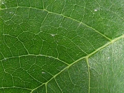 leaf textures hojas textura arbol green texturas colgar leaves ...