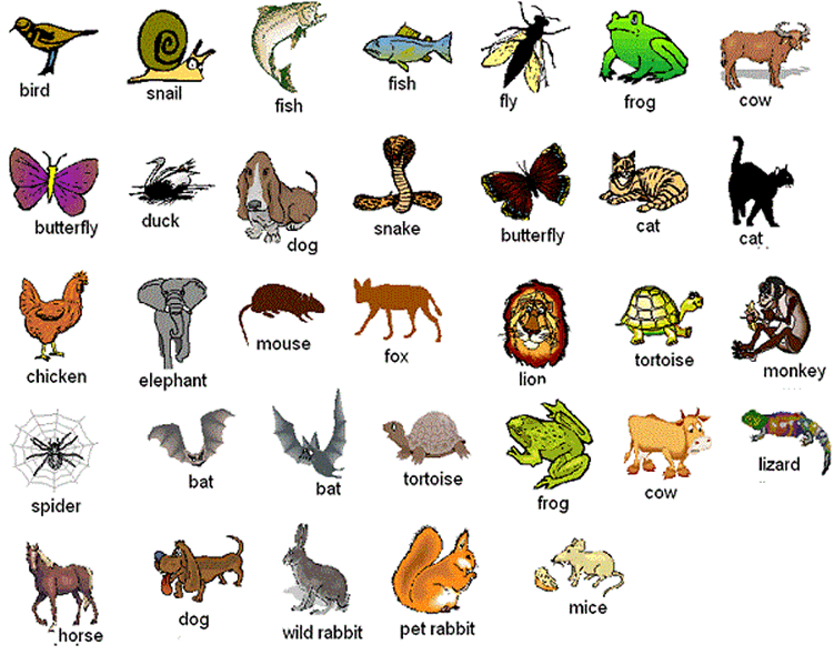 Learning animals in English using pictures. Learn the names of ...