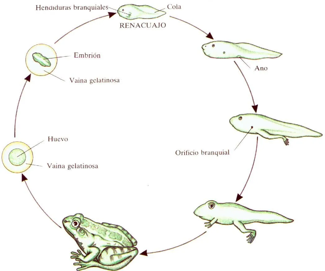 ciclo-anfibio.jpg