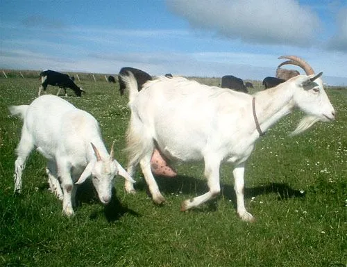 Leche de cabra transgénica para mejorar la salud intestinal