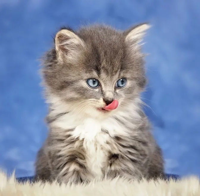 Tiene usted un poco de leche para este lindo gatito? | Banco de ...