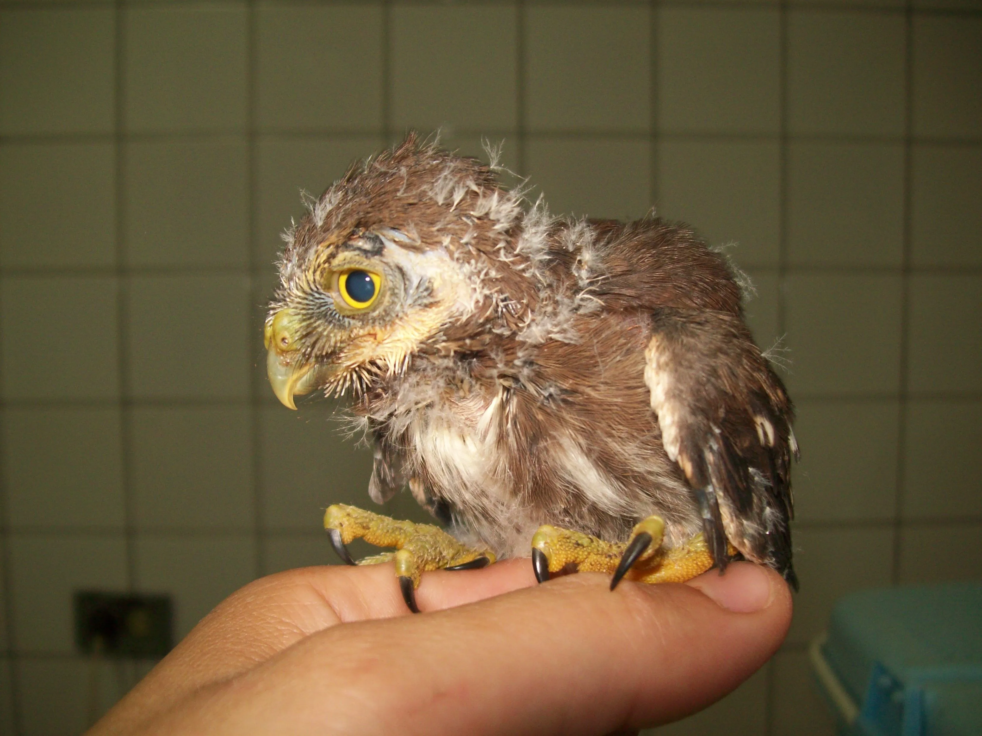 Lechuzas y búhos: aves de la oscuridad, misteriosas y simpáticas ...