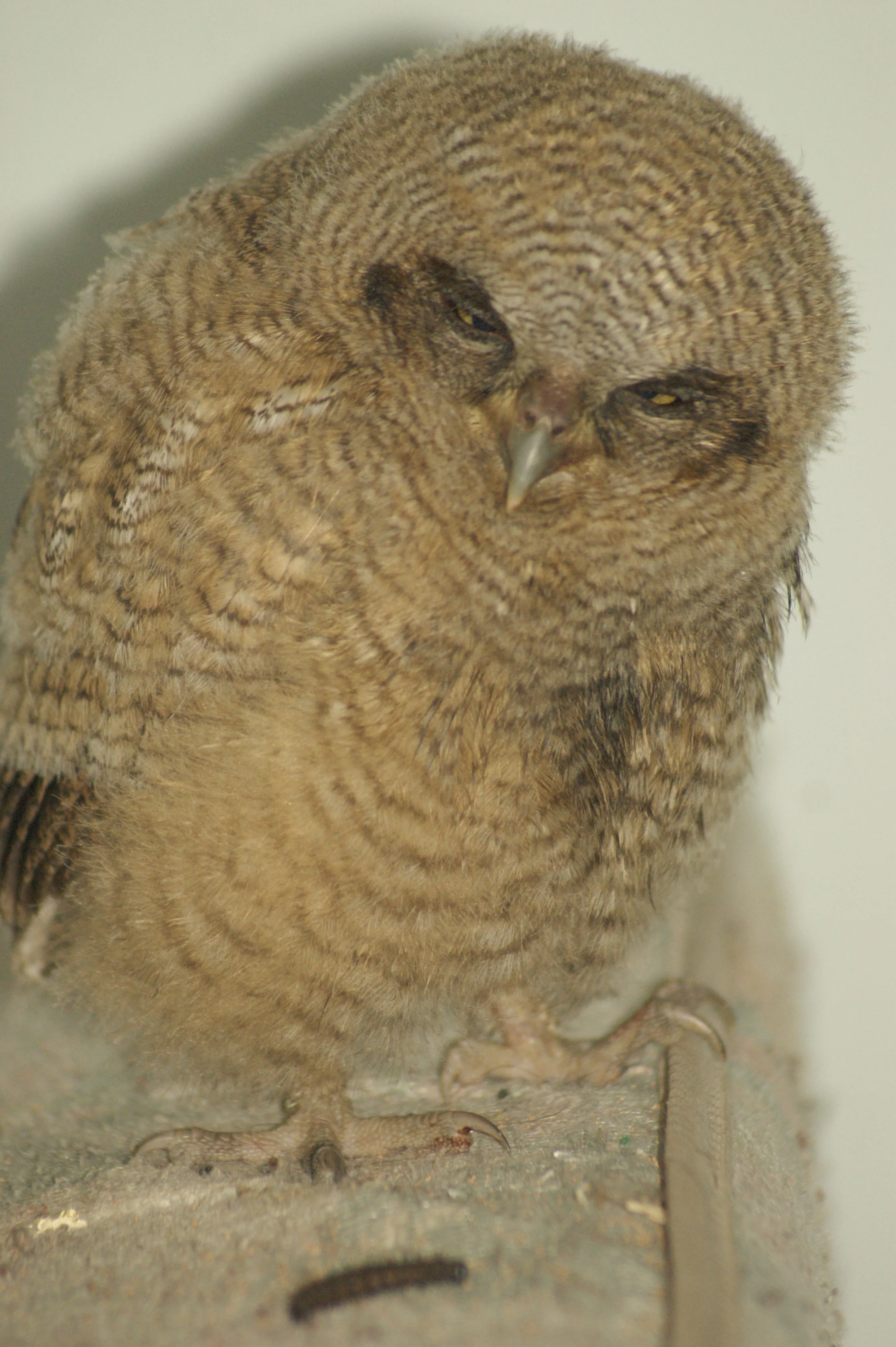 Lechuzas y búhos: aves de la oscuridad, misteriosas y simpáticas ...