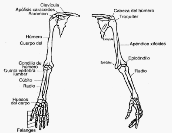 Leer y Aprender Juntos: Esqueleto Apendicular Miembro Superior